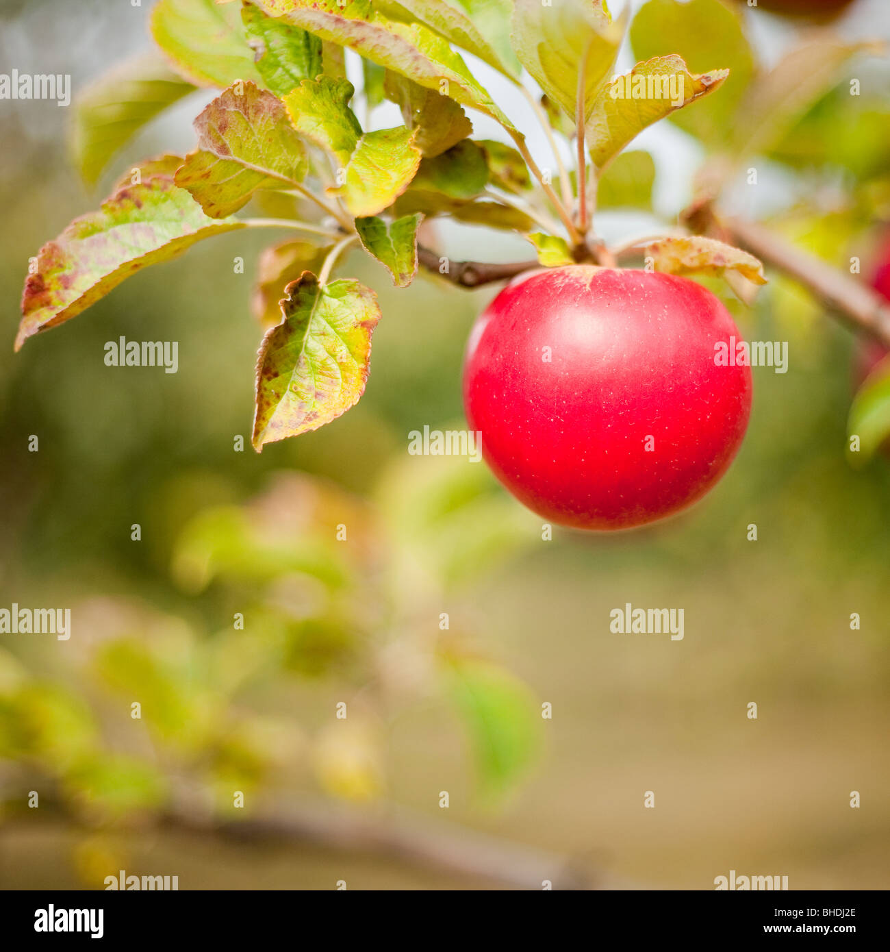 One beautiful and delicious red apple on a branch, shallow depth of