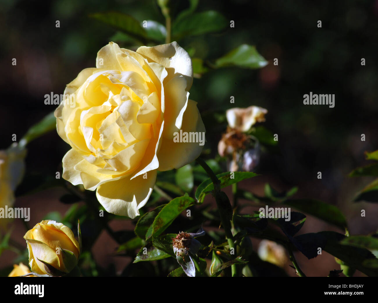 Julia rose hi-res stock photography and images - Alamy