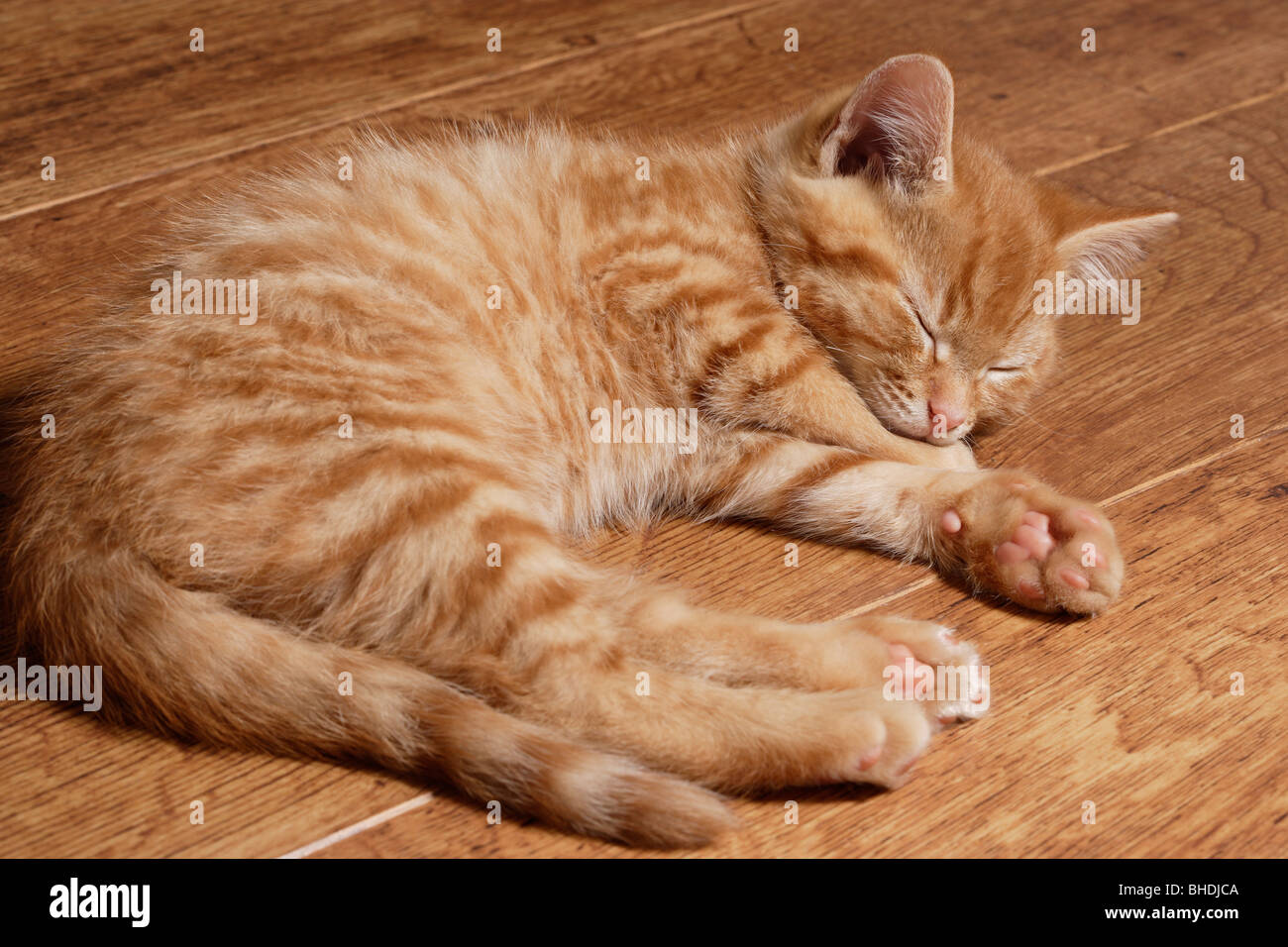 ginger kitten Stock Photo