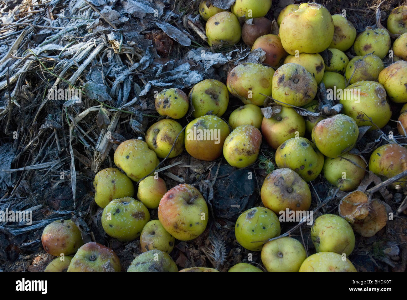 Bramley apples on compost heap Stock Photo Alamy