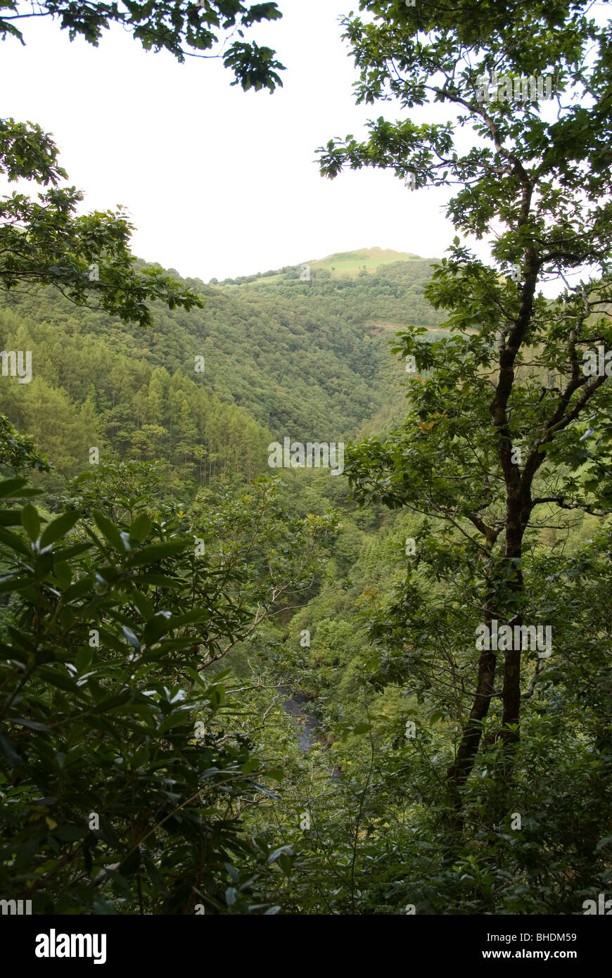 Looking Out Through Trees to Woodland Valley and River at Bottom, Devil's Bridge Waterfalls nr Aberystwyth, Wales, Stock Photo