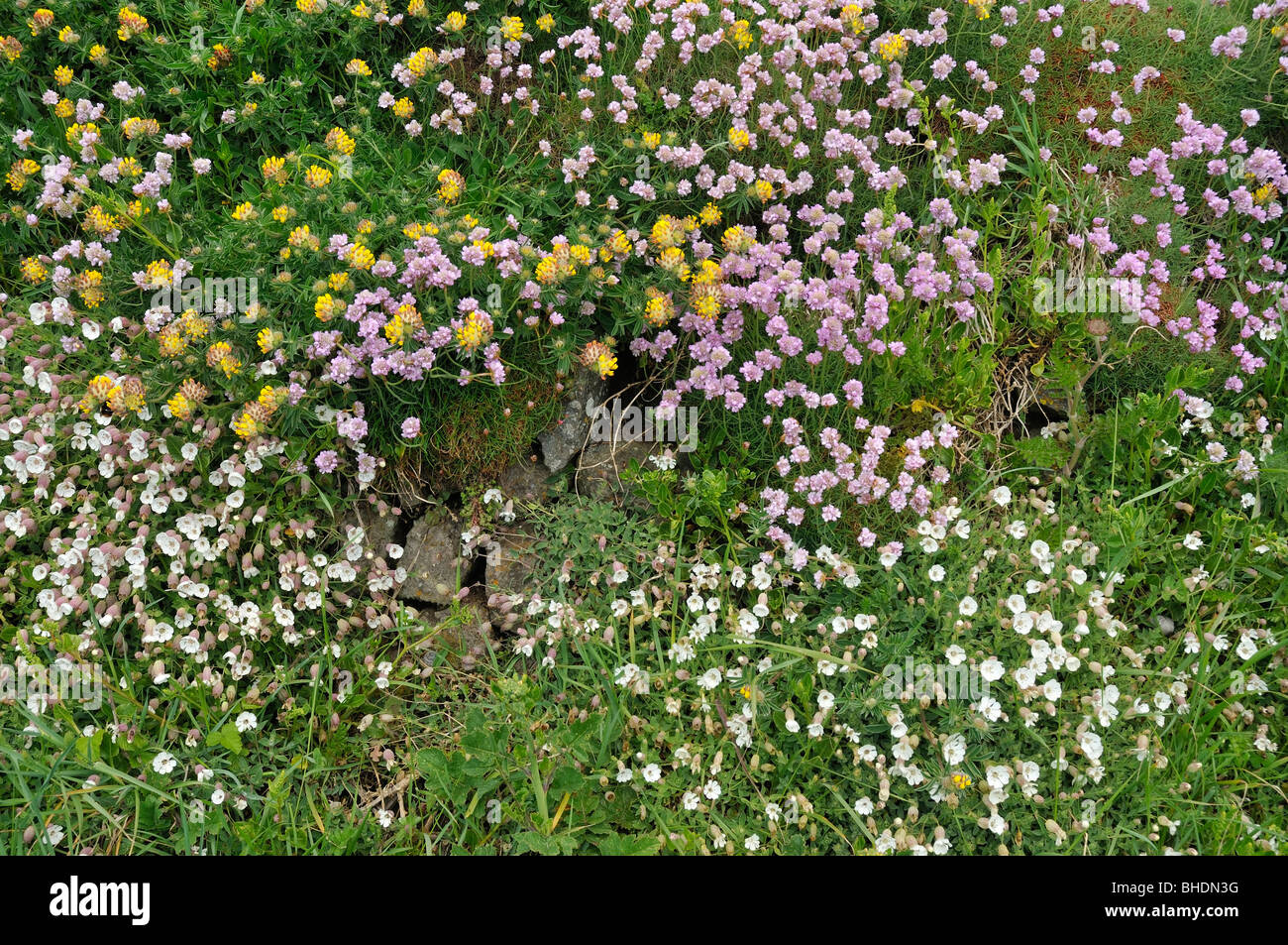 Clifftop flowers Kidney Vetch, Sea Campion, and Thrift or Sea Pink Stock Photo