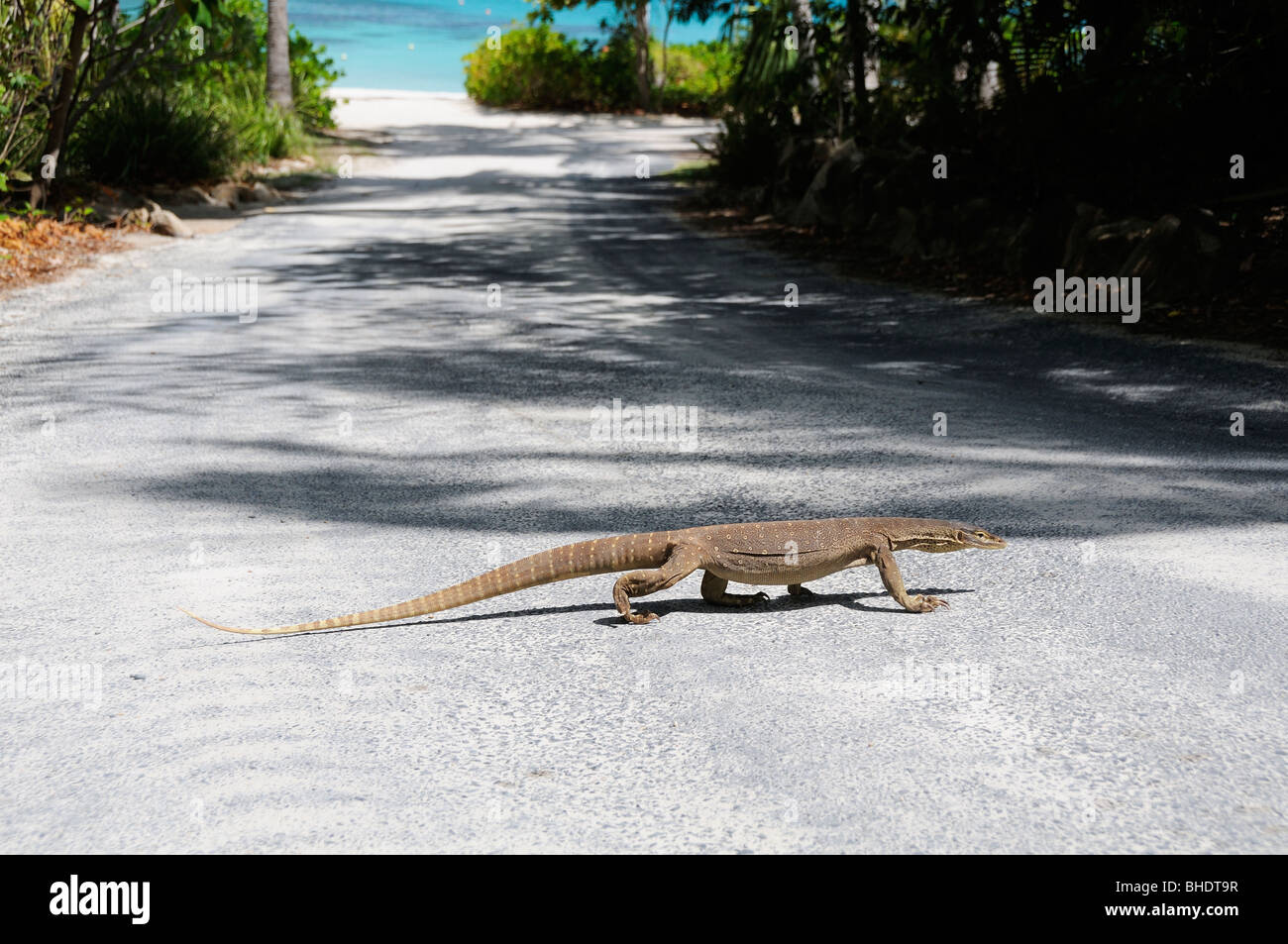 The Argus monitor or Yellow-spotted monitor lizard (Varanus panoptes) walking across a small road in the Lizard Island Resort, Queensland,Australia Stock Photo
