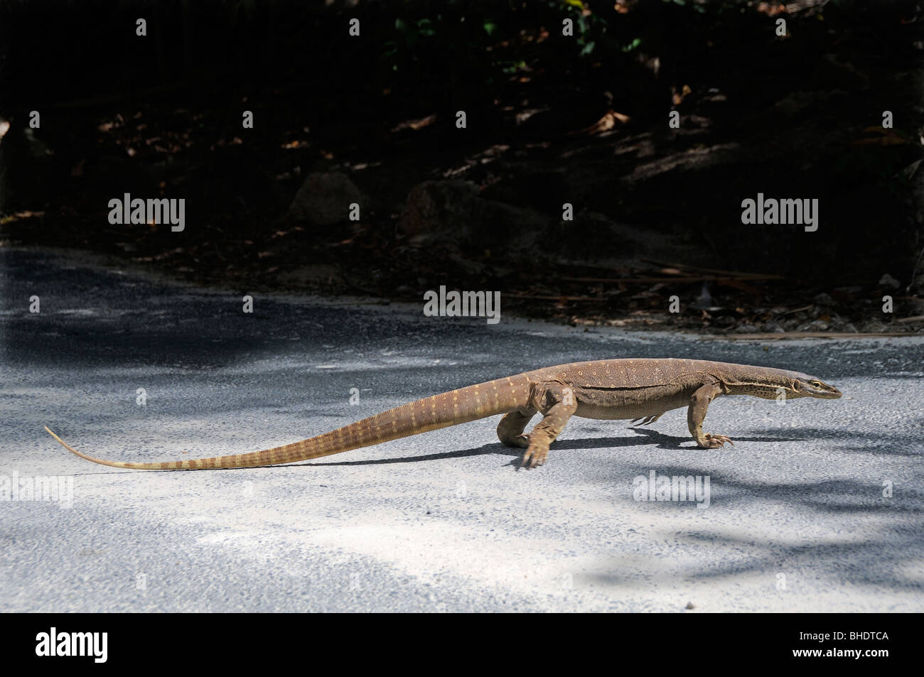 The Argus monitor or Yellow-spotted monitor lizard (Varanus panoptes) walking across a small road in the Lizard Island Resort, Queensland,Australia Stock Photo