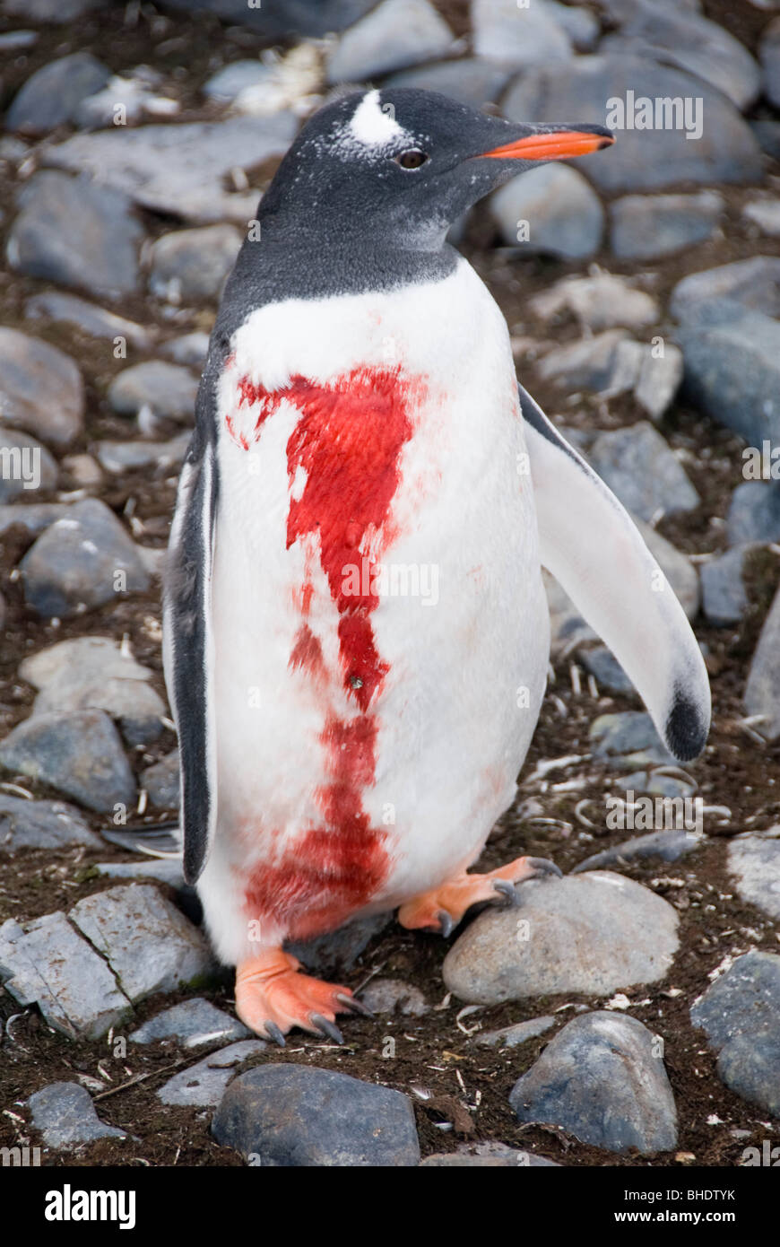 An injured Gentoo Penguin (Pygoscelis papua), South Shetlands, Antarctica. The injury was probably caused by a Leopard seal. Stock Photo