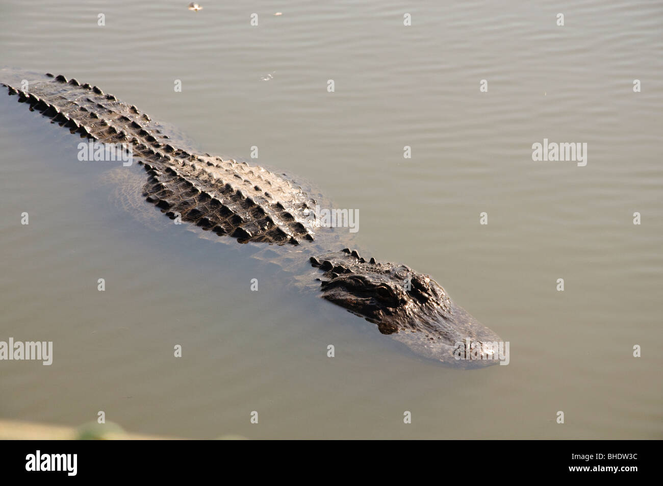 Alligators in Gatorland Orlando Florida FL Stock Photo