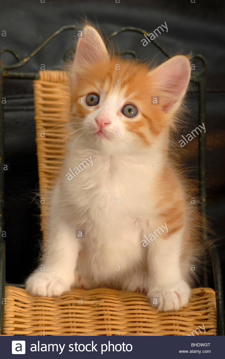 kitten turkish angora