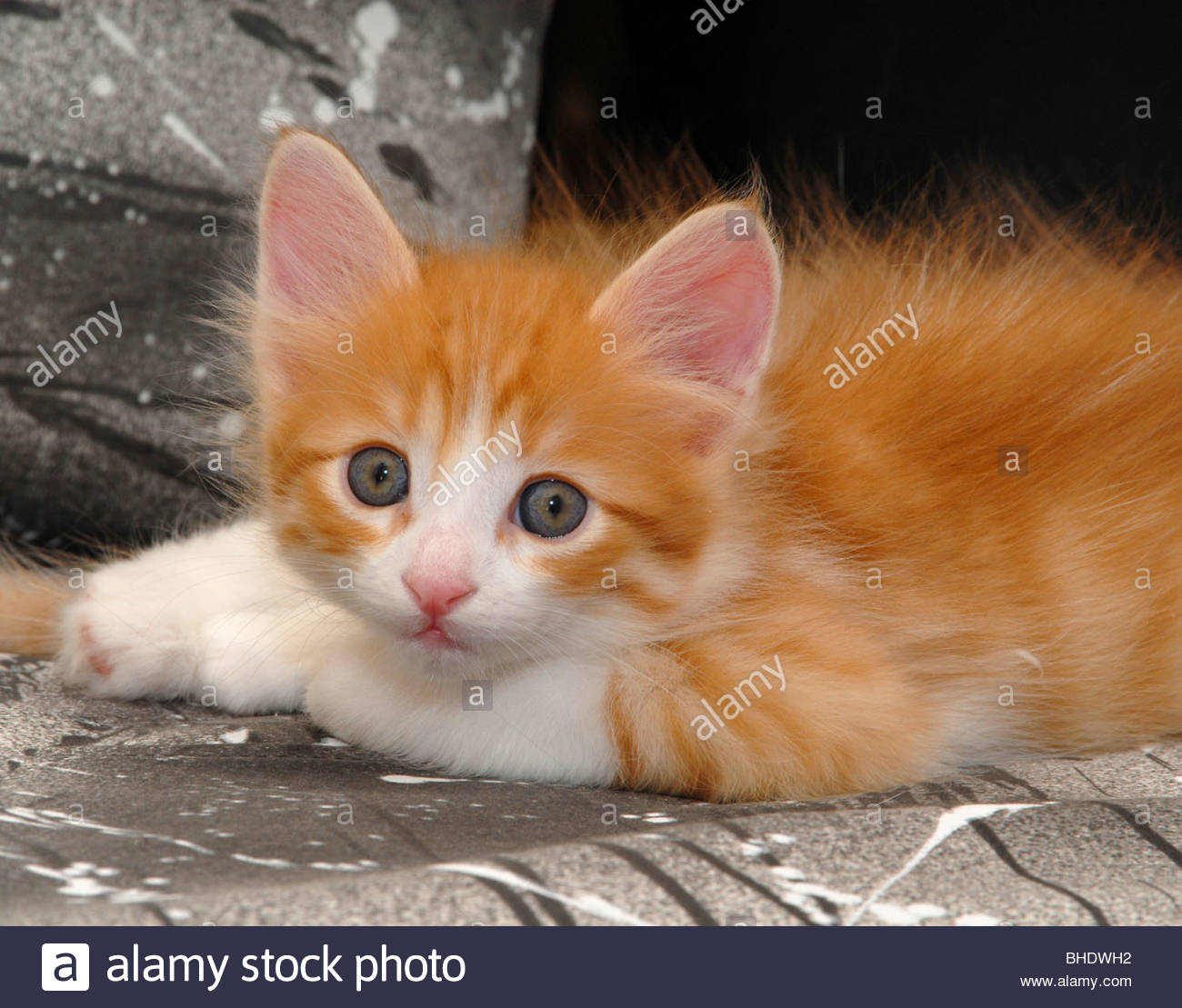 orange turkish angora