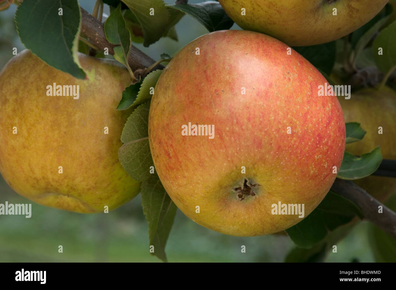 Domestic Apple (Malus domestica), variety: Zabergaeu-Renette, apples on a tree. Stock Photo