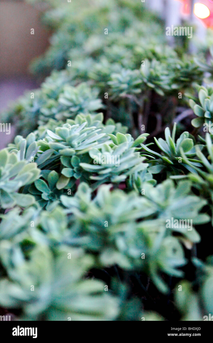 succulent plants Stock Photo