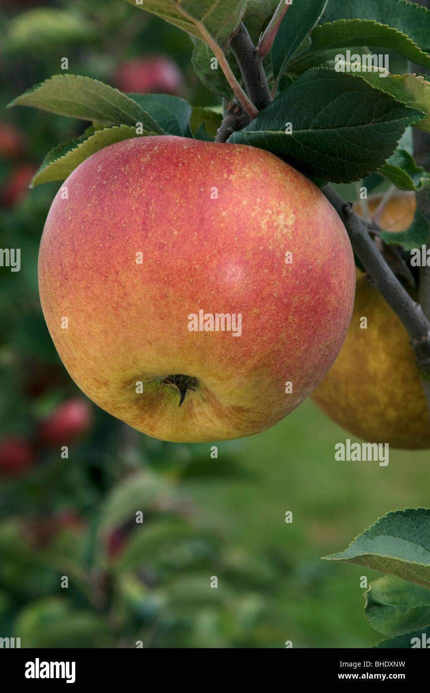 Domestic Apple (Malus domestica), variety: Zabergaeu-Renette, apple on a tree. Stock Photo