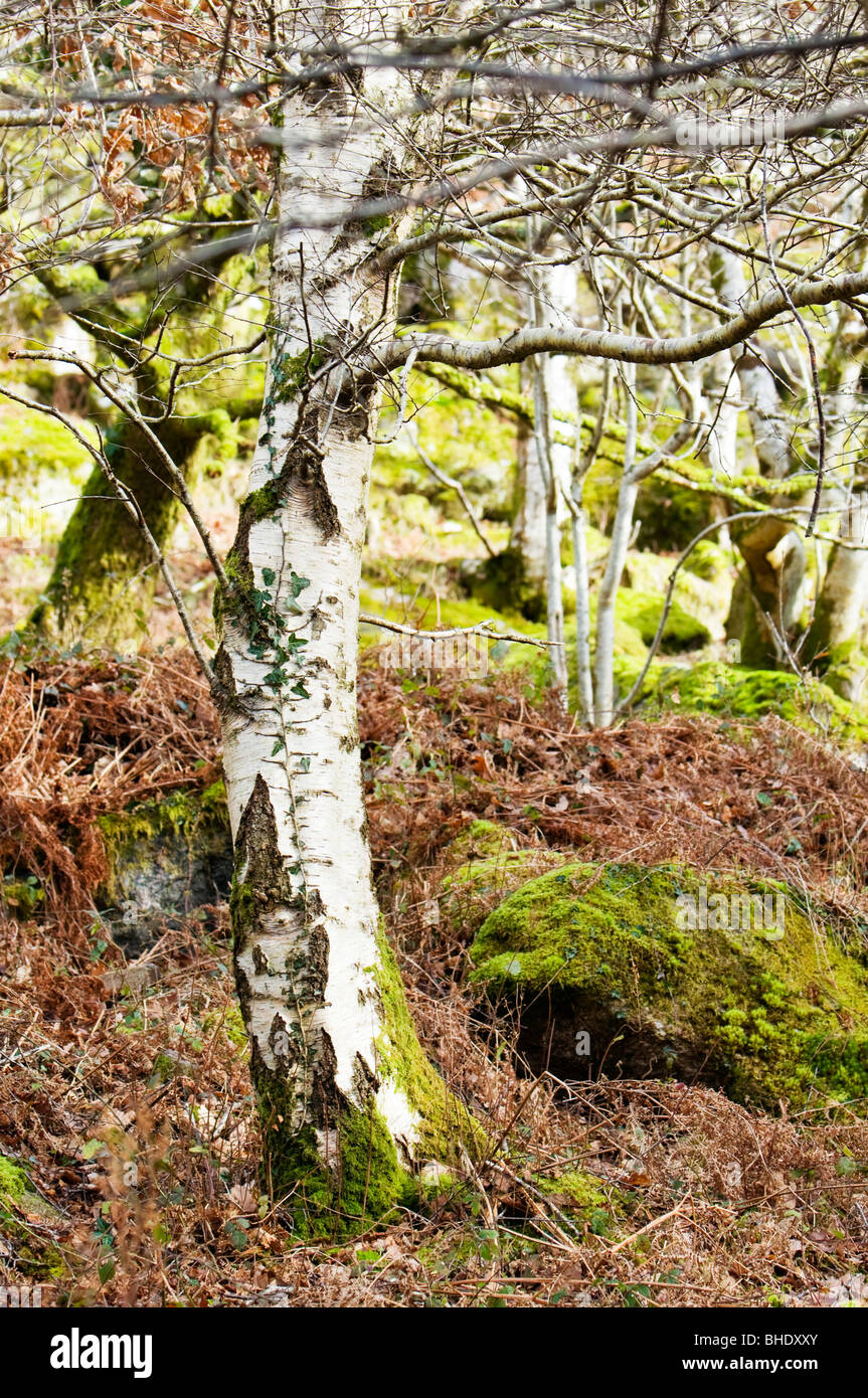 Silver birch tree trunk in winter in open woodland, Dartmoor, Devon UK