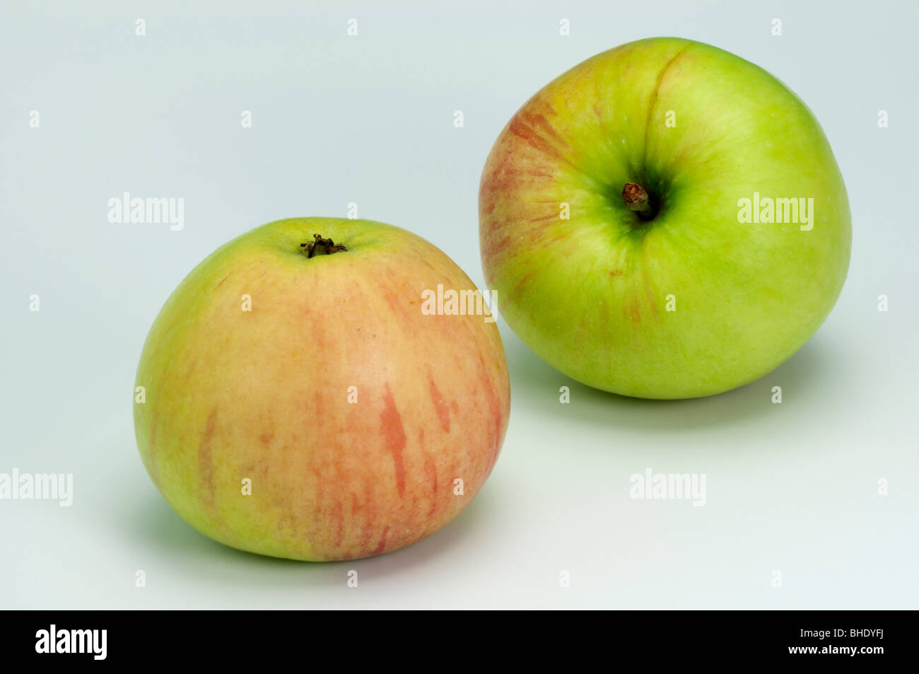 Domestic Apple (Malus domestica), variety: Wiltshire, two apple, studio picture. Stock Photo