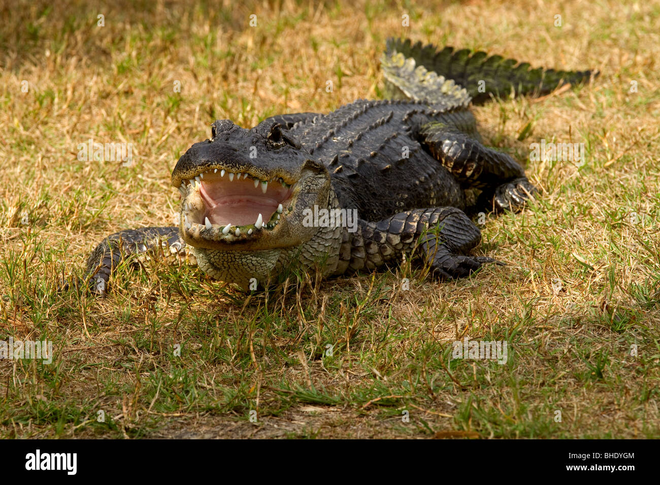 Angry Florida Alligator Alligator mississippiensis reptile Stock Photo