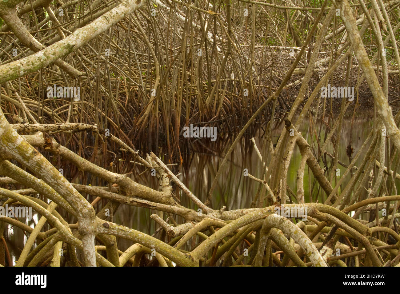 Mangrove roots Stock Photo