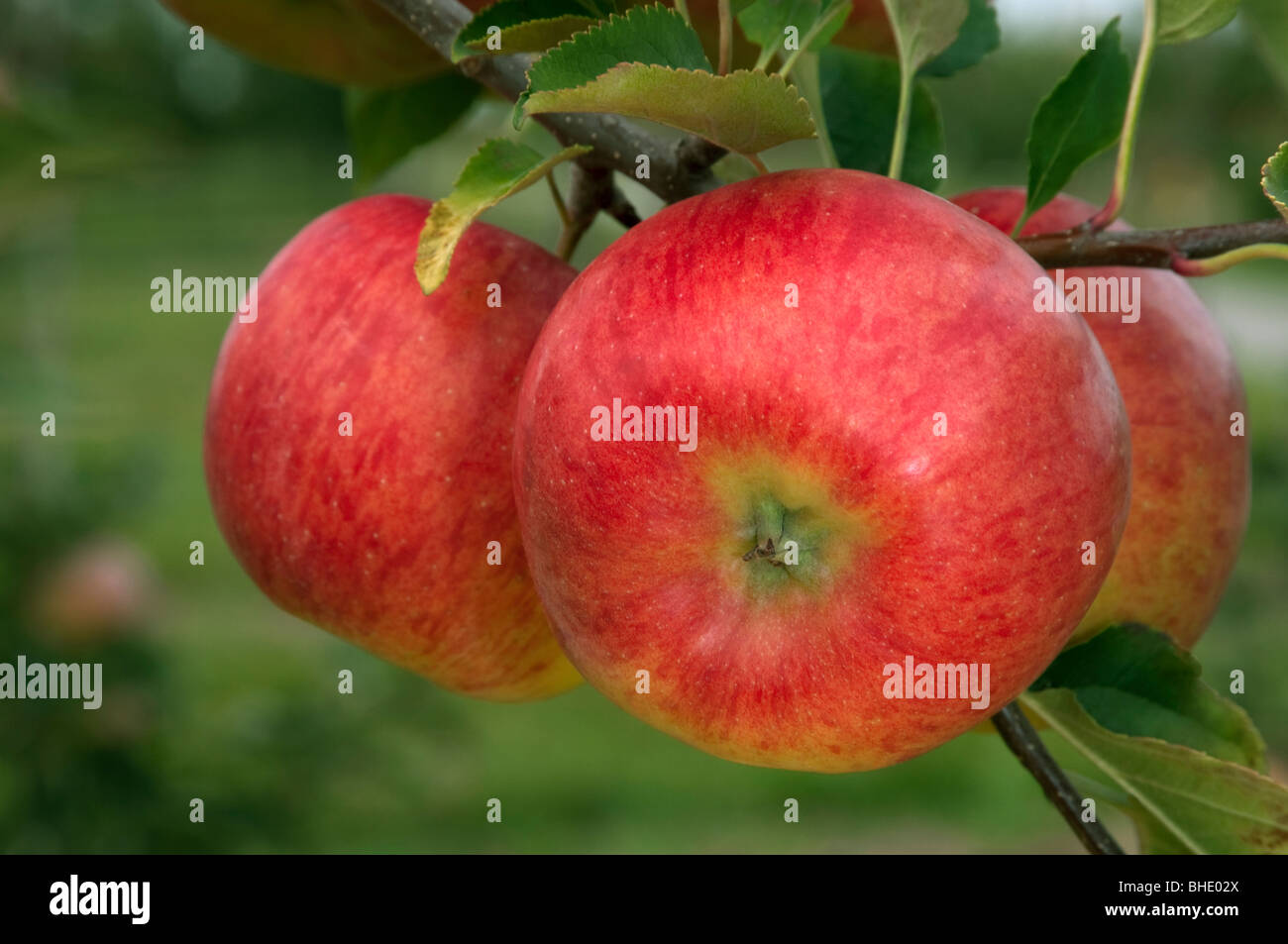 Domestic Apple (Malus domestica), variety: Topaz, apples on a tree. Stock Photo