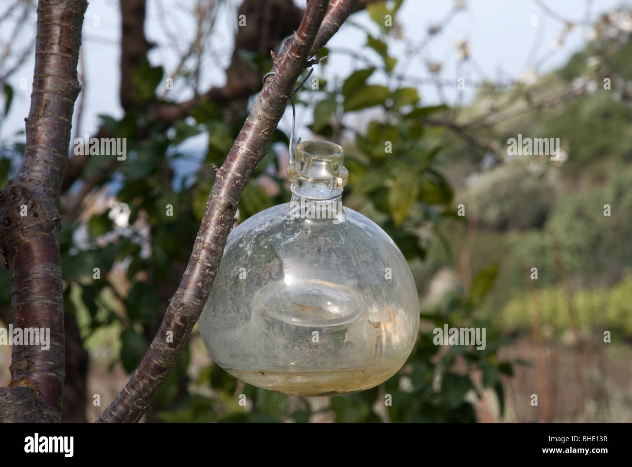 glass vessel for catching insect pests in trees Stock Photo - Alamy