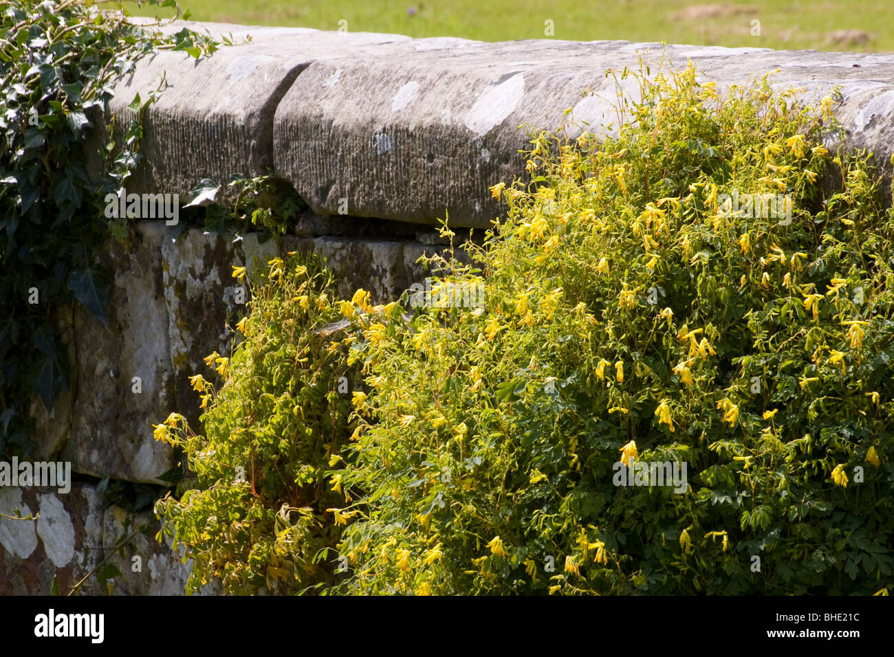 Old stone block wall covered in plants Stock Photo - Alamy