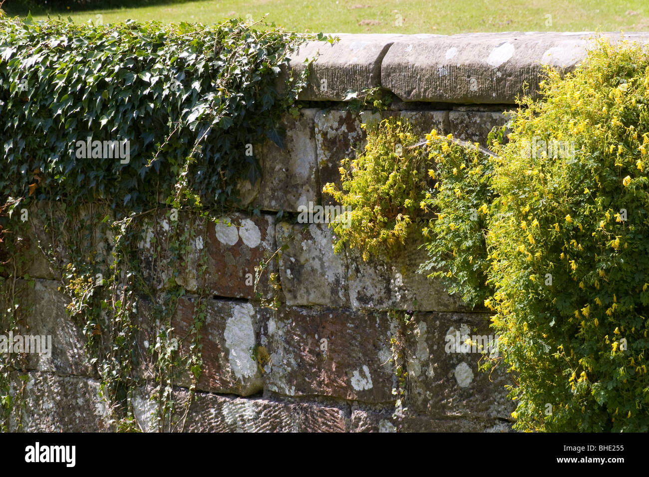 Old stone block wall covered in plants Stock Photo - Alamy