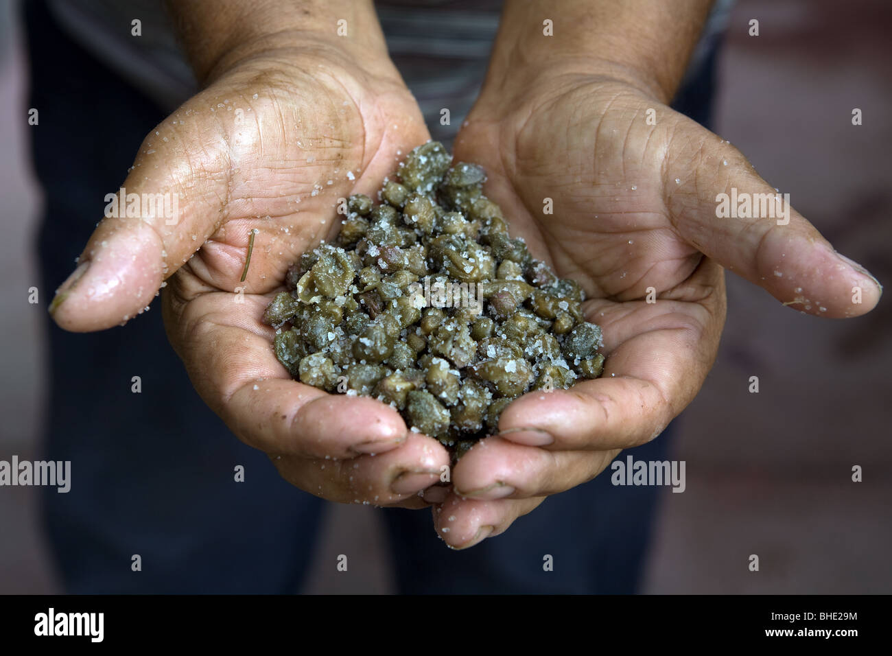 Italy, Sicily, Pantelleria Island, capers in salt Stock Photo Alamy
