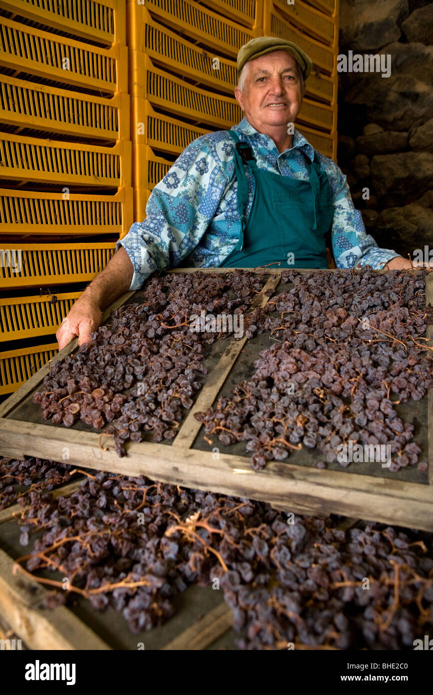 Italy, Sicily, Pantelleria Island, men who prepare the grapes for wine 'passito di Pantelleria' Stock Photo