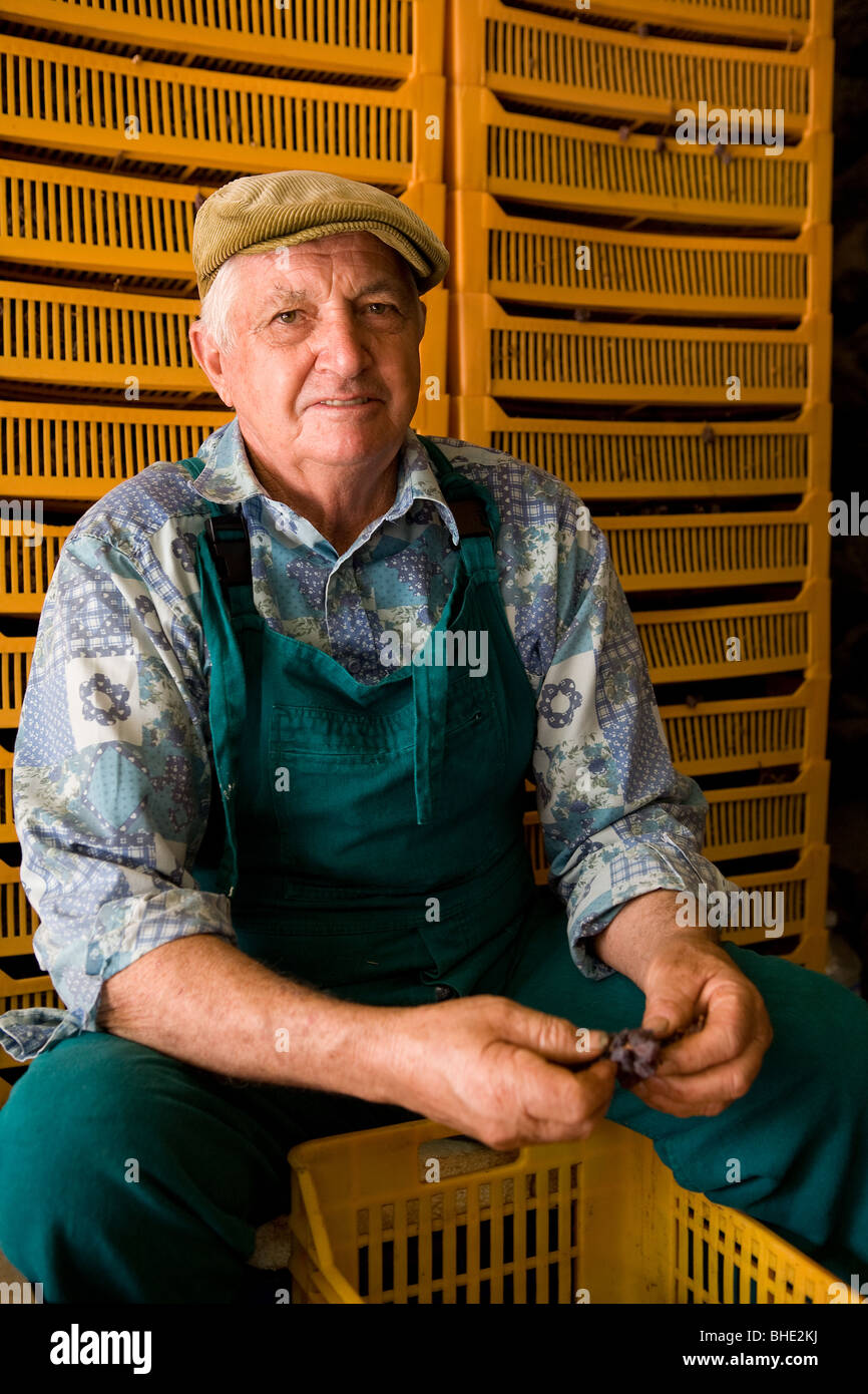 Italy, Sicily, Pantelleria Island, men who prepare the grapes for wine 'passito di Pantelleria' Stock Photo