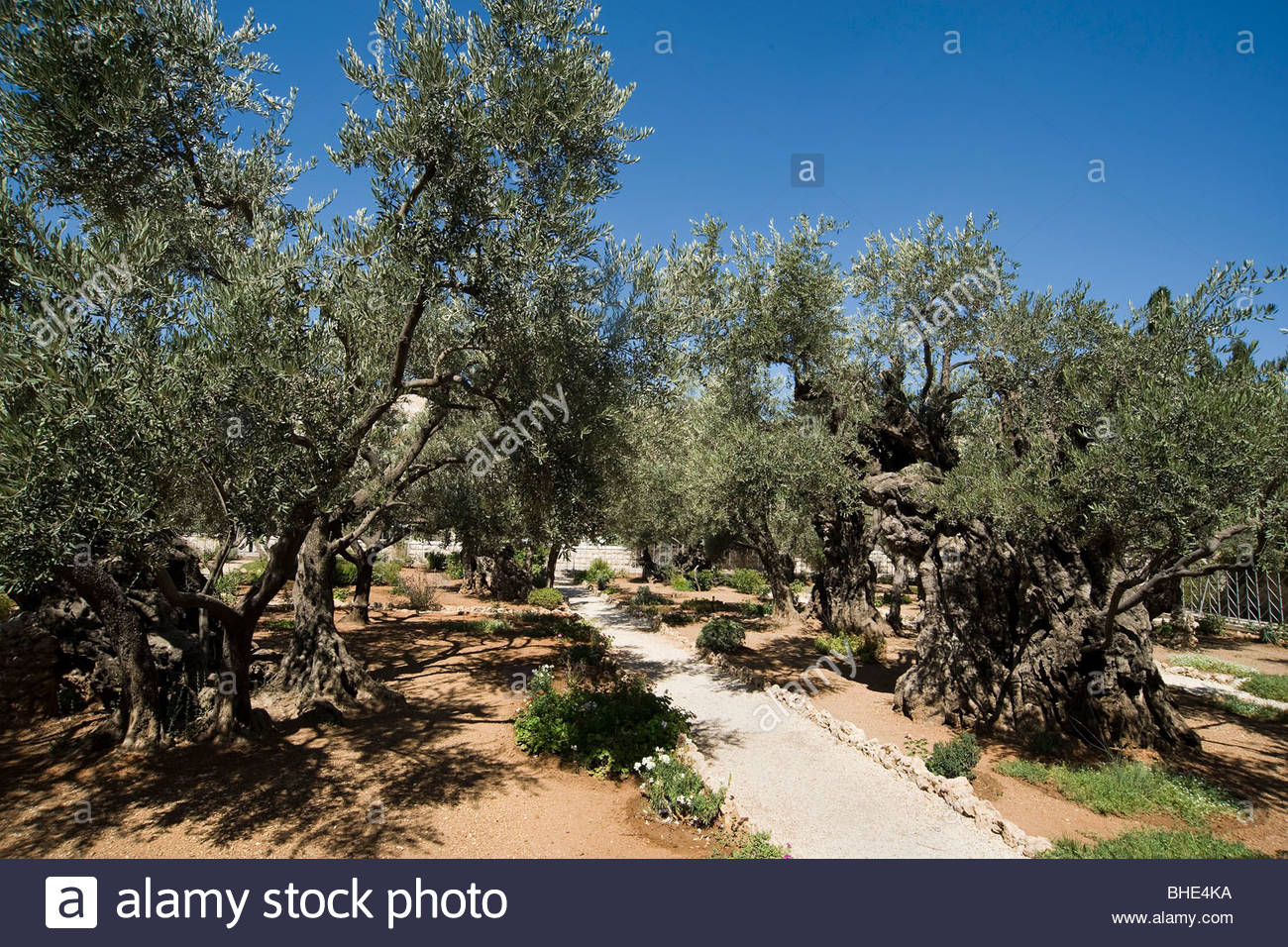 Garden Of Gethsemane Stock Photos Garden Of Gethsemane Stock