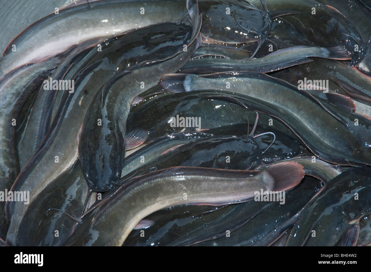 Food market, Catfish; Rangoon, Yangon; Burma, Myanmar Stock Photo Alamy