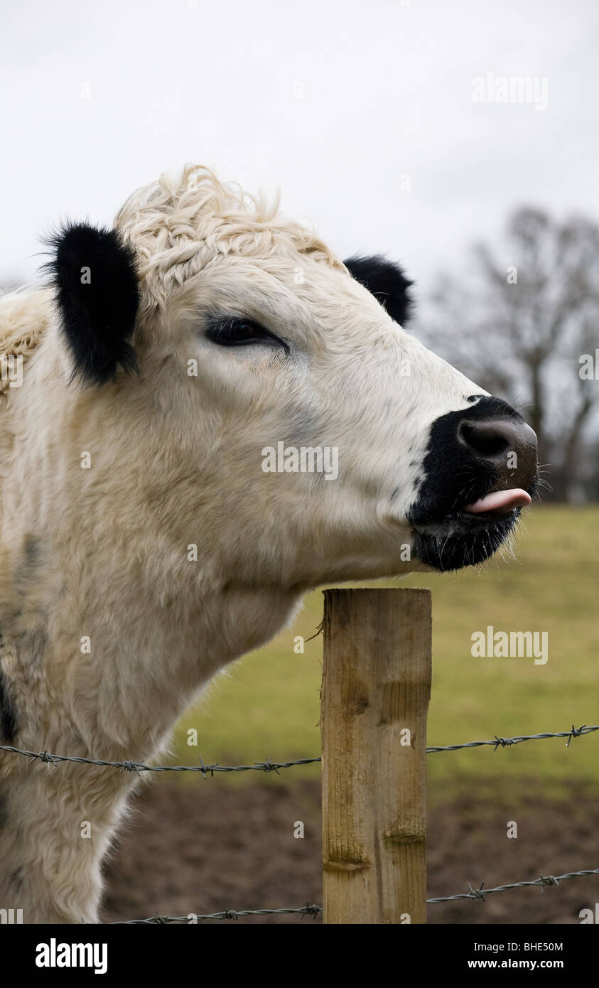 British White cow sticking her tongue out Stock Photo