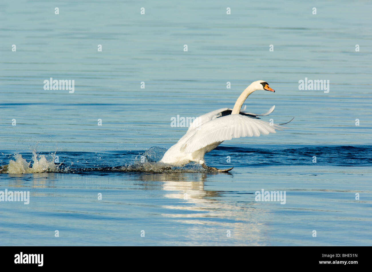 Mute swan (Cygnus olor), flying, landing on water, Scotland. Stock Photo