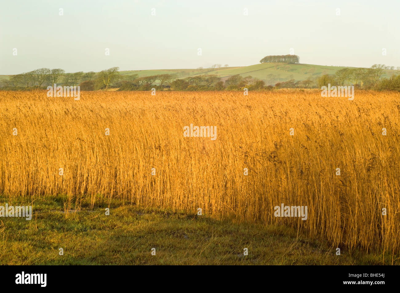 Phragmites reedbed at Caerlaverock nature reserve, looking to the clump of Beech trees on Ward Law Hill, Dumfries and Galloway. Stock Photo