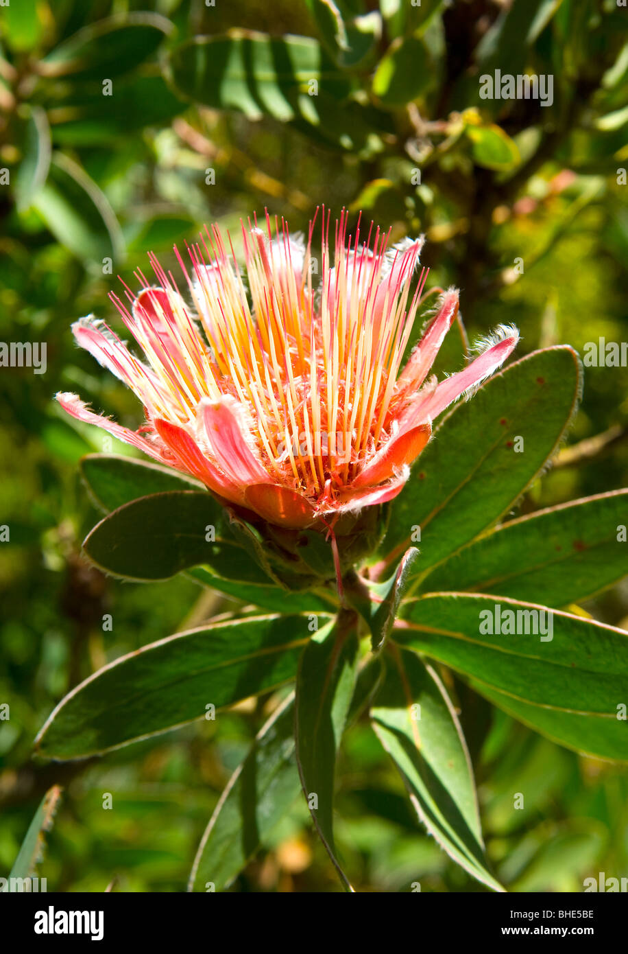 Protea flower of South Africa Stock Photo
