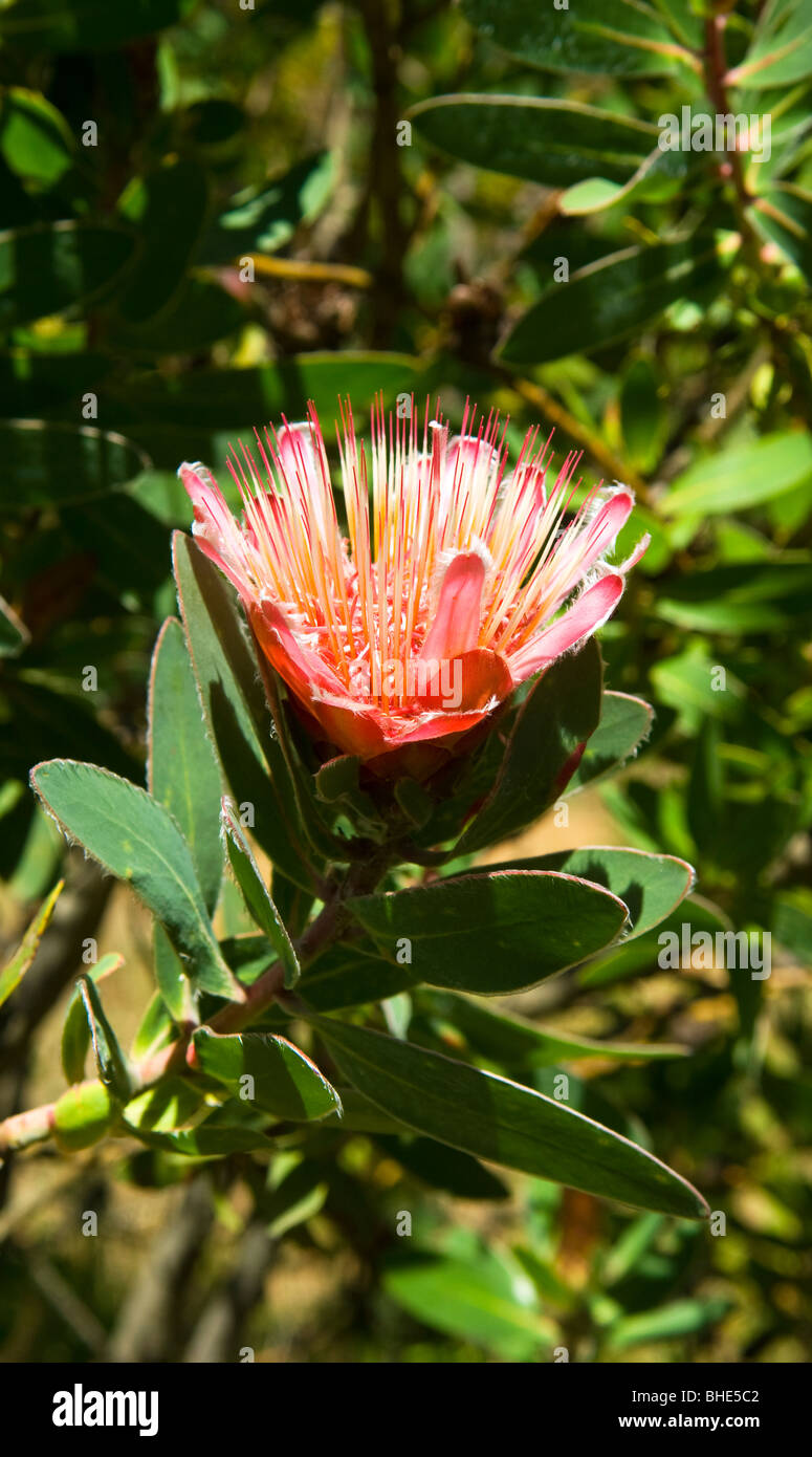 Protea flower South Africa Stock Photo