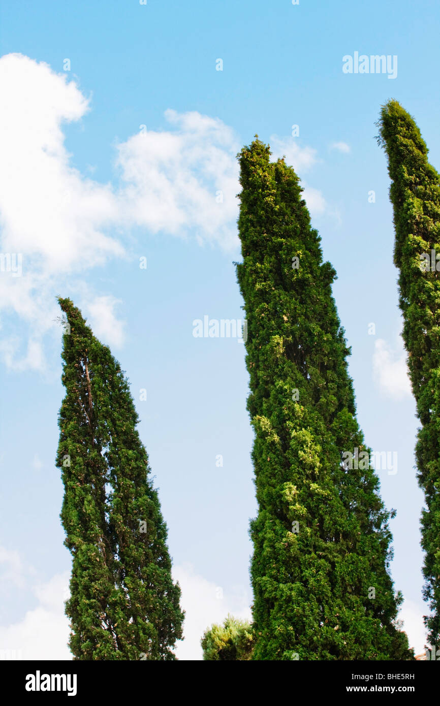 Cypress trees in Tuscany, Italy Stock Photo