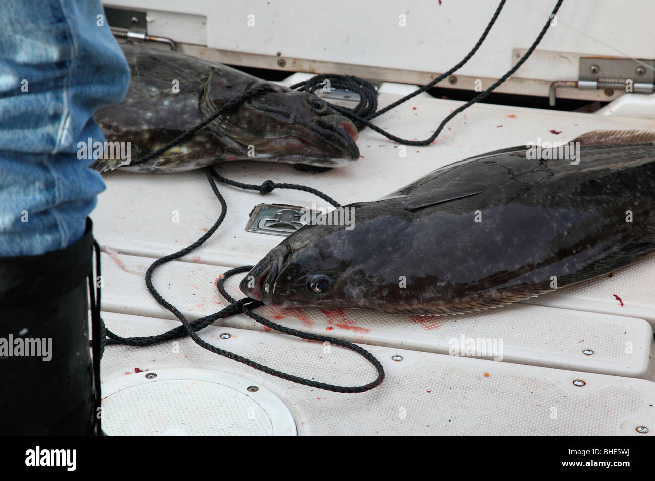 Halibut hires stock photography and images Alamy