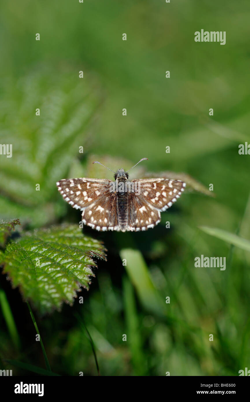 Grizzled skipper butterfly (Pyrgus malvae) Stock Photo