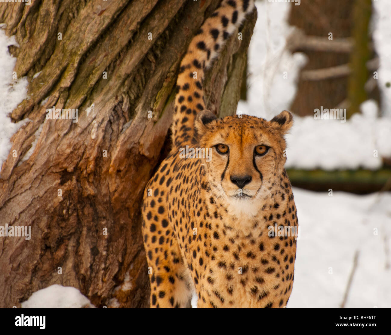 Cheetah looking straight at you! (Acinonyx jubatus) Stock Photo