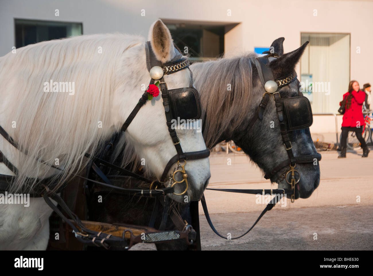 Salzburg horses pulling traditional carriages. Stock Photo
