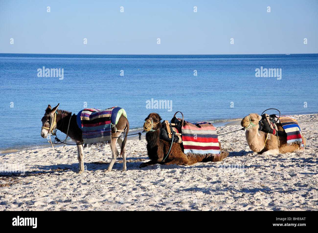 Donkeys and camels on beach, Port El Kantaoui, Sousse Governorate, Tunisia Stock Photo