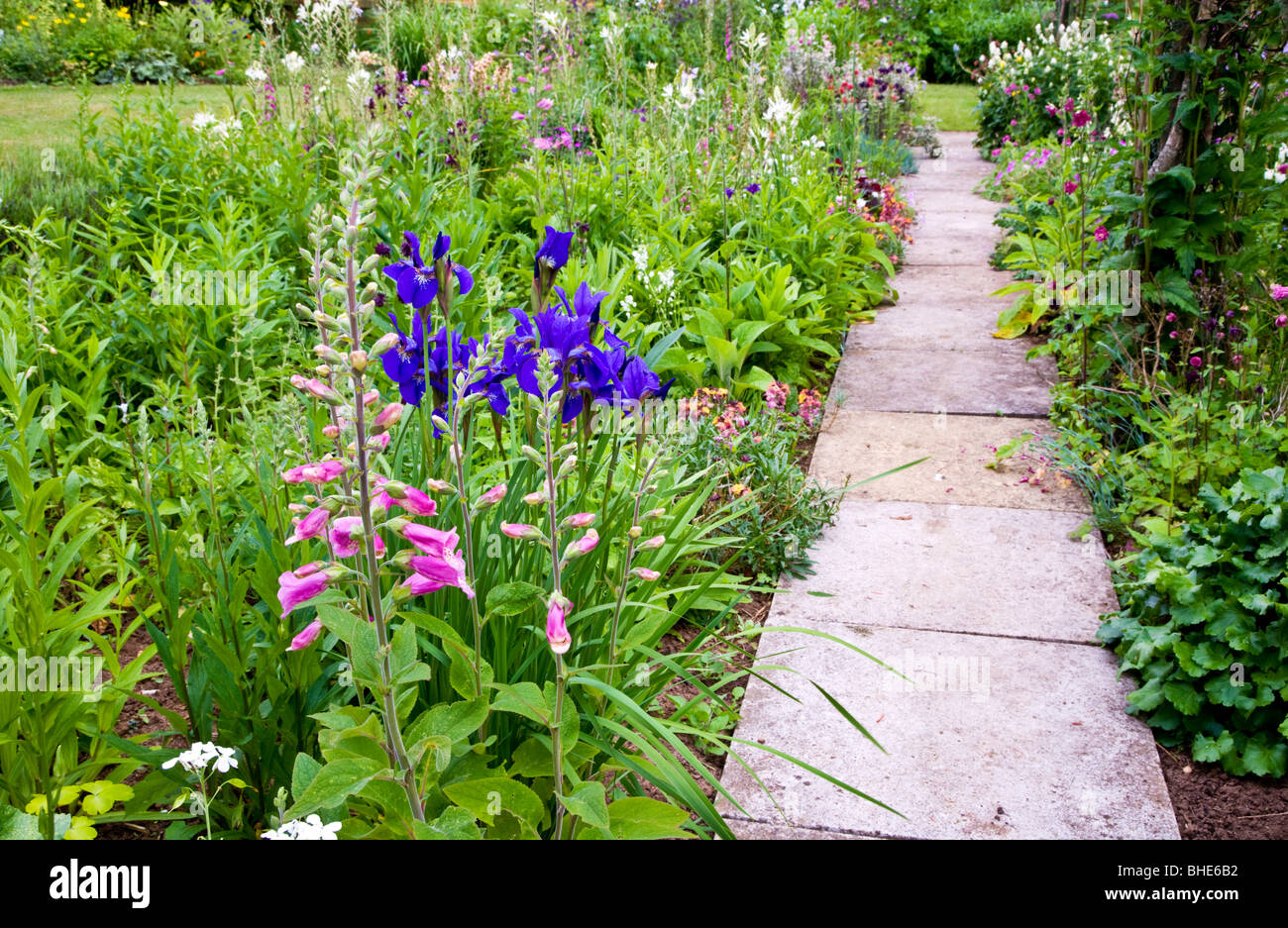Irises and foxgloves along a paved path in an English country or town, suburban gardem in late May Stock Photo