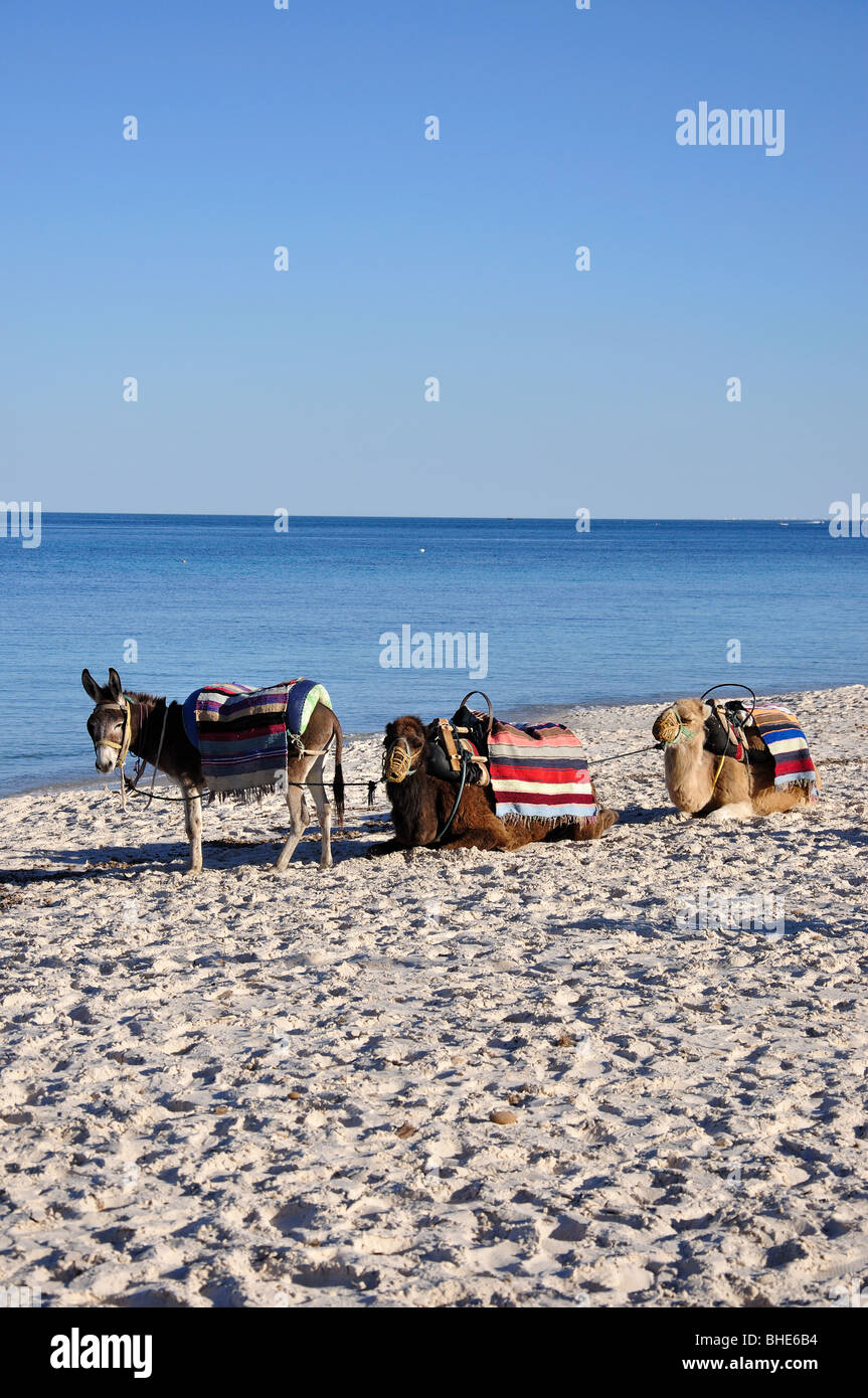 Donkeys and camels on beach, Port El Kantaoui, Sousse Governorate, Tunisia Stock Photo