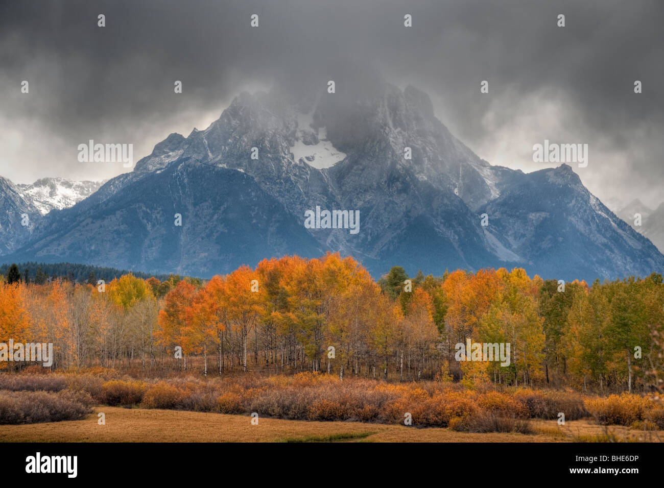 Yellow leaves of aspen trees, Mt. Moran, Snake River Stock Photo Alamy