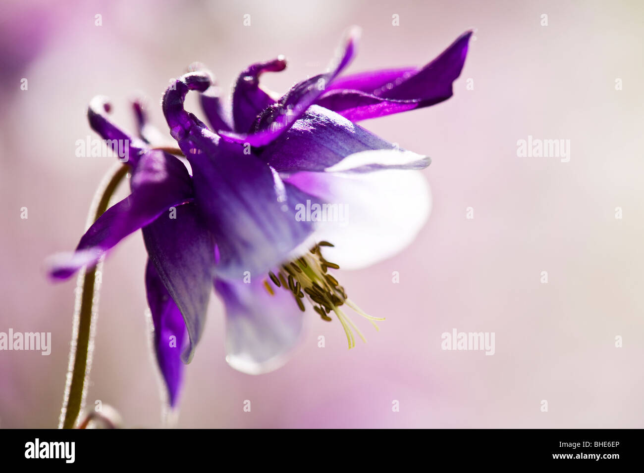 Close-up macro shot of a purple aquilegia or colombine Stock Photo