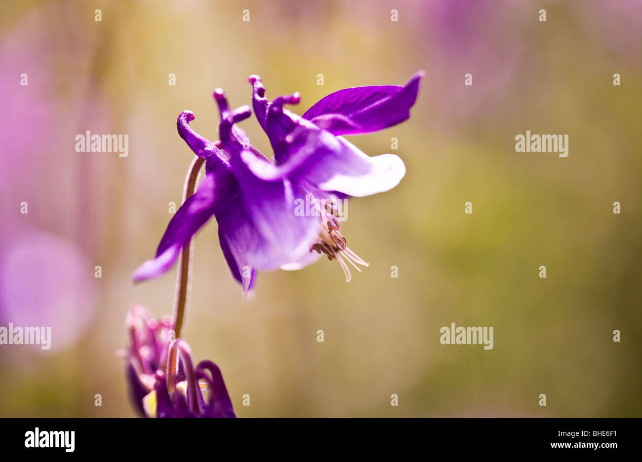 Close-up of a purple aquilegia flower or colombine Stock Photo