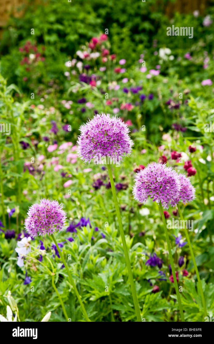 Giant purple alliums or Allium giganteum in a summer flower border Stock Photo