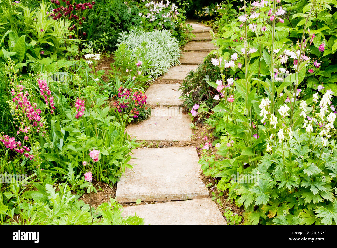 Pathway of paving slabs between summer borders of aquilegia flowers in an English country garden Stock Photo