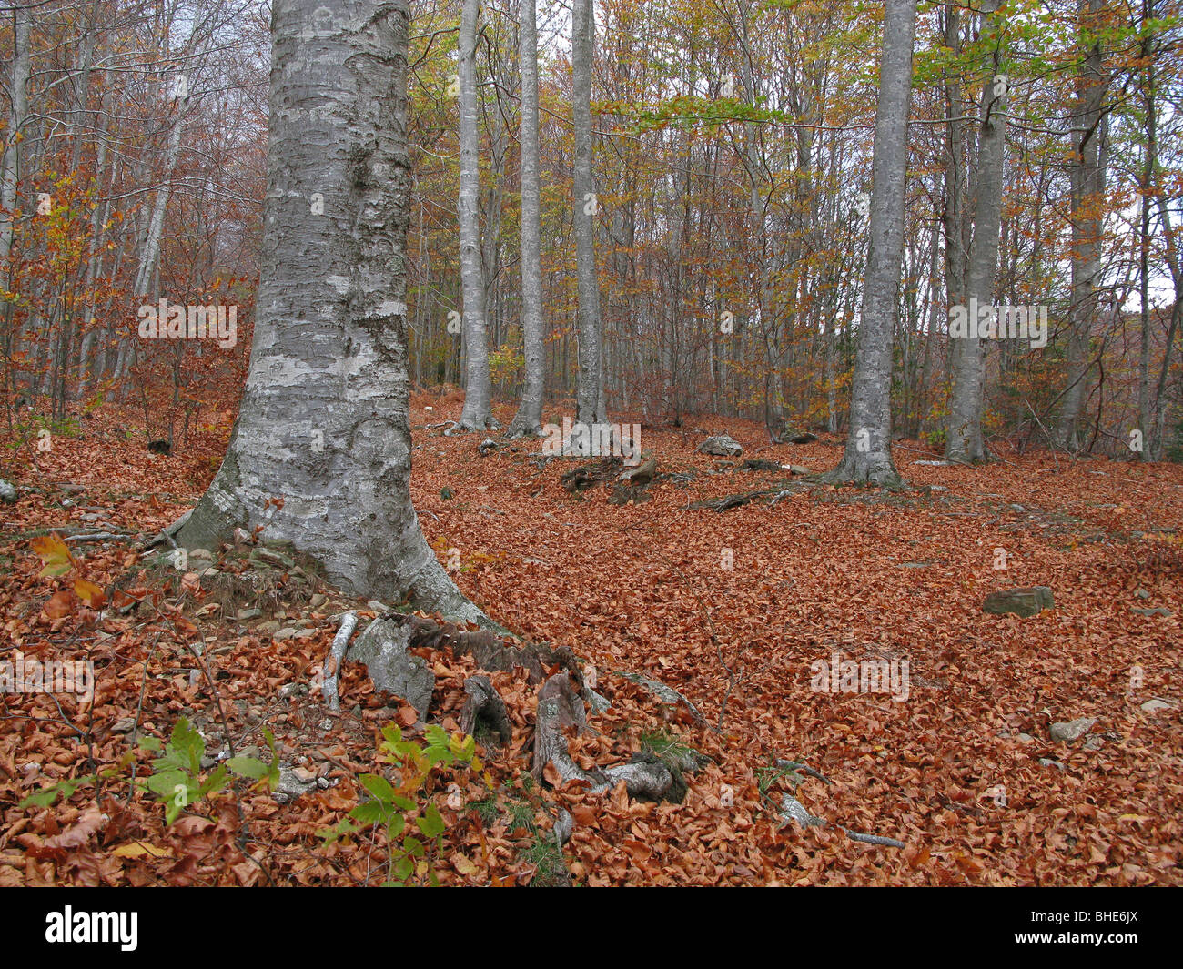 Beeches ( Fagus sylvatica ). Montseny Natural Park, Barcelona province. Spain Stock Photo