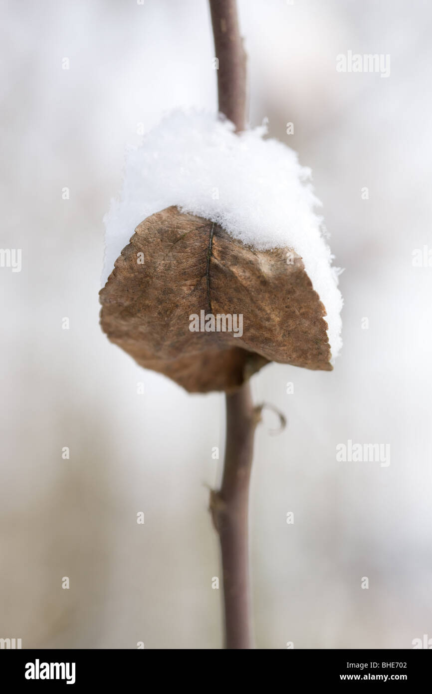 brown fall leaf covered with snow Stock Photo