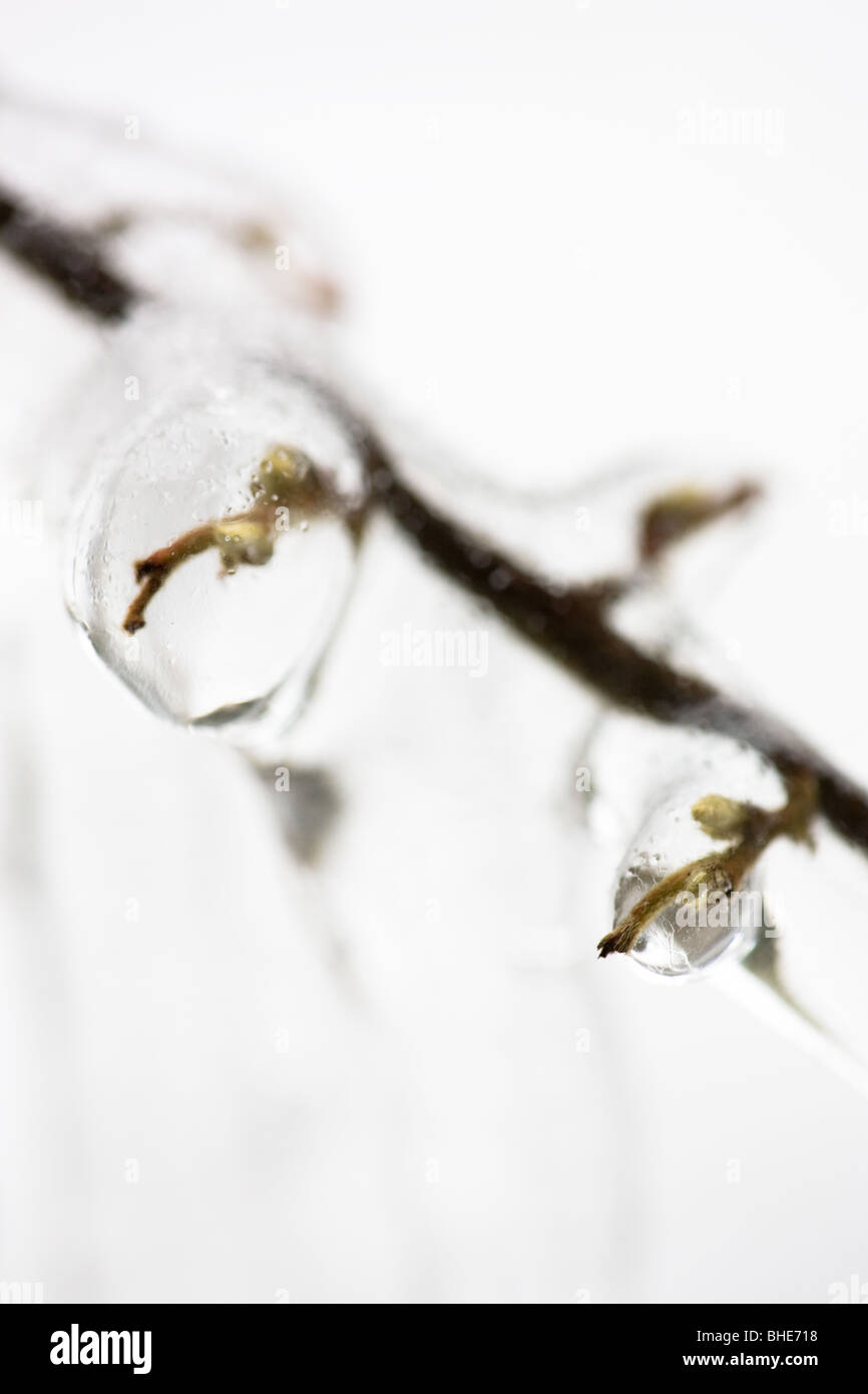branch with buds enclosed in ice Stock Photo