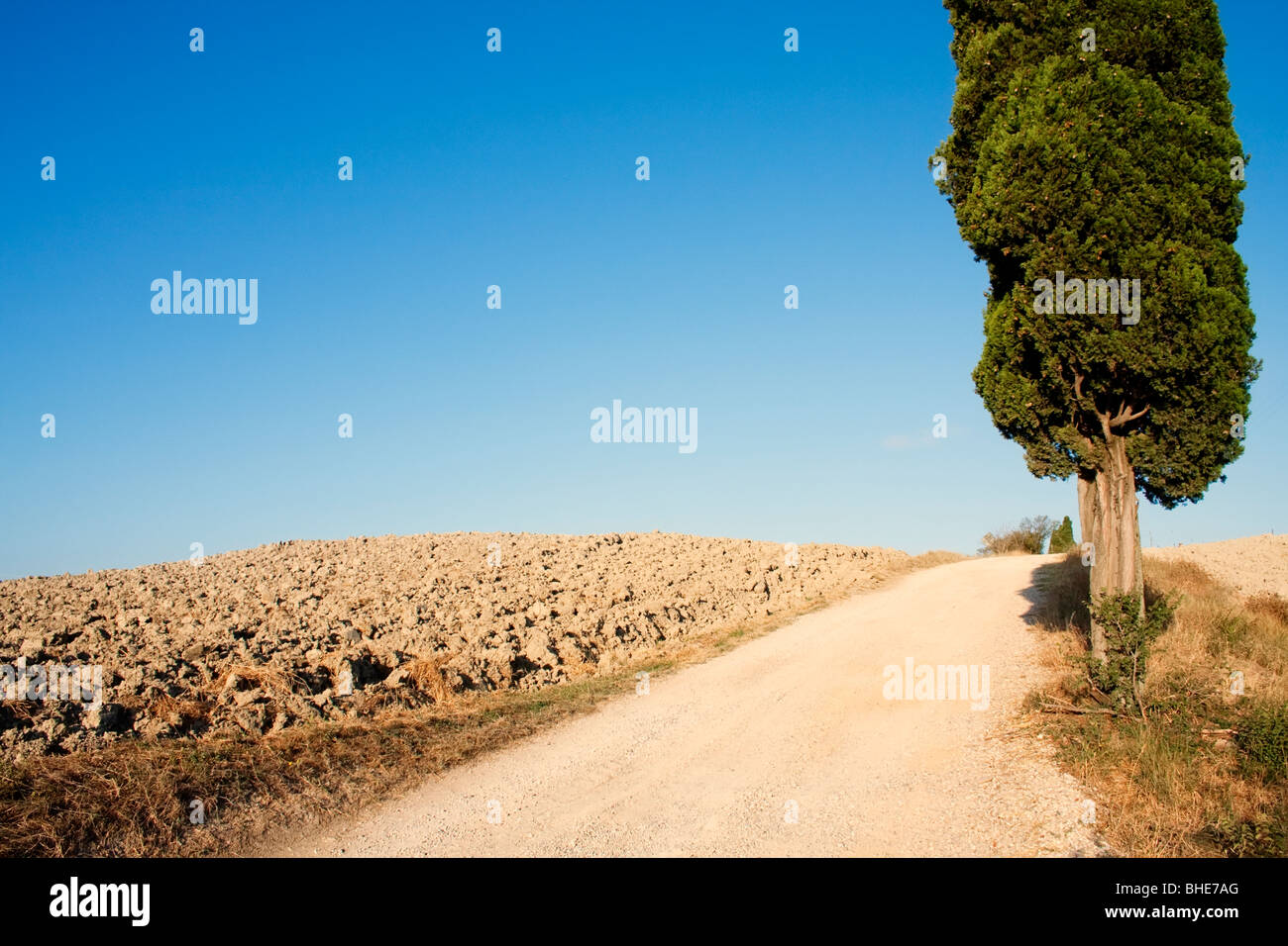 Cypress tree in Tuscany, Italy Stock Photo